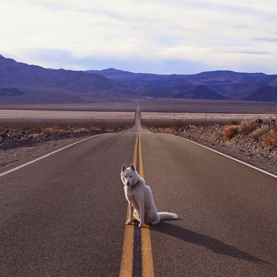 Wolf no Vale Da Morte, Califórnia, EUA