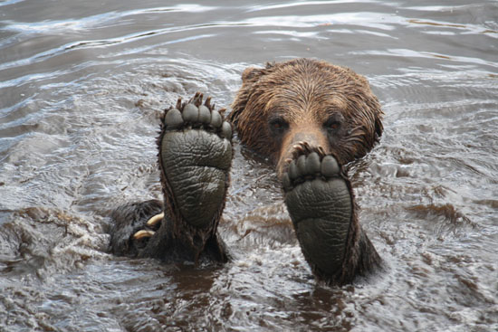 Photo © 2012  Solnet/The Grosby Group - July 30, 2013 - This grizzly decides the time is perfect to put his feet up and chill in the water on a warm summer's day.  The adult male brown bear was clearly in a mood to relax as he floated on his back in a lake, with his feet pointing to the sky. For half an hour the bear drifted along in the water, happily playing with branches that had fallen into the lake.  Graphic designer Rose Smith captured the wonderful pictures of the animal while visiting Grouse Mountain Wildlife Refuge in British Columbia, Canada.   Pictured: The bear puts both feet up into the air. (SOL)