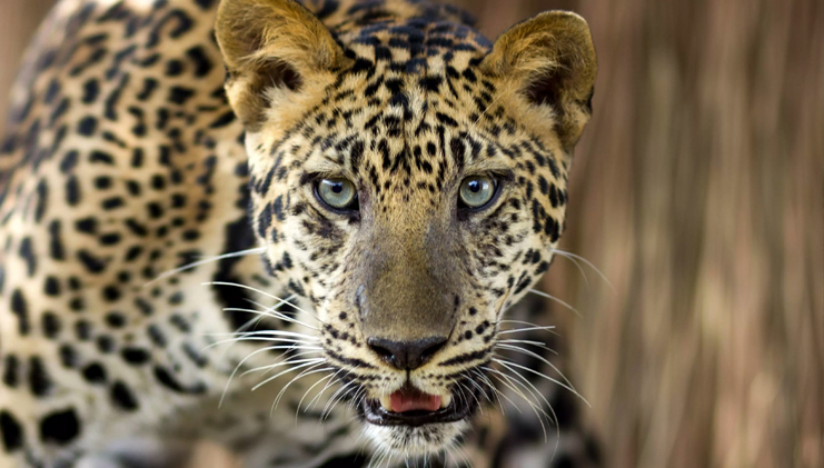 leopardo-botsuana